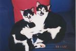 Oreo &amp; Cookie (Brother Cats, Not The Baby!) - Domestic Short Hair Cat