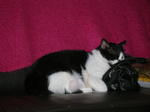 Oreo &amp; Cookie (Brother Cats, Not The Baby!) - Domestic Short Hair Cat