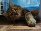 Bell - Domestic Medium Hair Cat