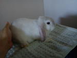 Manja - Lop Eared + Holland Lop Rabbit