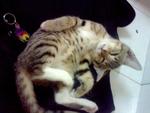 Bebek - Domestic Short Hair Cat