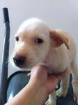 Ab-female Puppy-02 - Mixed Breed Dog