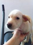 Ab-female Puppy-02 - Mixed Breed Dog