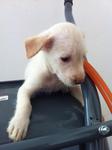 Ab-male Puppy-03 - Mixed Breed Dog