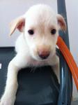 Ab-male Puppy-03 - Mixed Breed Dog