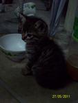 Black Kitten - Abyssinian Cat