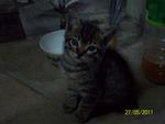 Black Kitten - Abyssinian Cat