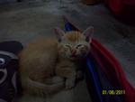 Golden Kittens - American Curl Cat