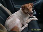 Goldie sitting obediently in the car during the trip to the vet for her vaccination