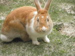 Bunnies :) - Angora Rabbit + Bunny Rabbit Rabbit