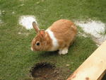 Bunnies :) - Angora Rabbit + Bunny Rabbit Rabbit