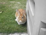 Bunnies :) - Angora Rabbit + Bunny Rabbit Rabbit