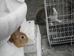 Bunnies :) - Angora Rabbit + Bunny Rabbit Rabbit