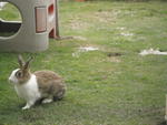 Bunnies :) - Angora Rabbit + Bunny Rabbit Rabbit