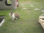 Bunnies :) - Angora Rabbit + Bunny Rabbit Rabbit