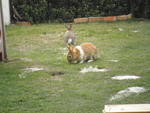 Bunnies :) - Angora Rabbit + Bunny Rabbit Rabbit