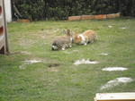 Bunnies :) - Angora Rabbit + Bunny Rabbit Rabbit