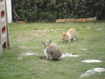 Bunnies :) - Angora Rabbit + Bunny Rabbit Rabbit