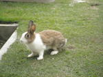 Bunnies :) - Angora Rabbit + Bunny Rabbit Rabbit