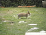 Bunnies :) - Angora Rabbit + Bunny Rabbit Rabbit