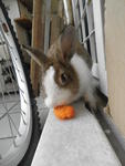 Bunnies :) - Angora Rabbit + Bunny Rabbit Rabbit