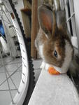 Bunnies :) - Angora Rabbit + Bunny Rabbit Rabbit