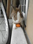 Bunnies :) - Angora Rabbit + Bunny Rabbit Rabbit