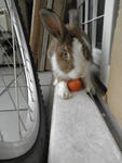 Bunnies :) - Angora Rabbit + Bunny Rabbit Rabbit