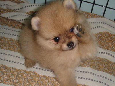 Adorable Pom Puppies - Pomeranian Dog