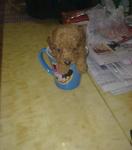 Red , Brown Tiny Toy Poodle For Sel - Poodle Dog