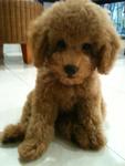 Elmo (Toy Poodle) - Poodle Dog