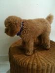 Elmo (Toy Poodle) - Poodle Dog