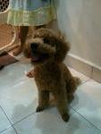 Elmo (Toy Poodle) - Poodle Dog