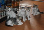 fr left, Girl, Tom, Comel, Boy. and miki was adopted 