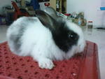 Pure Anggora  - Angora Rabbit Rabbit