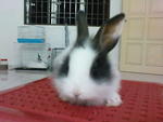 Pure Anggora  - Angora Rabbit Rabbit