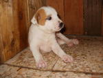 As-puppy-02 - Mixed Breed Dog