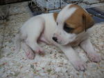 As-puppy-02 - Mixed Breed Dog