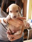 As-puppy-04 - Mixed Breed Dog