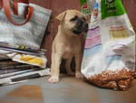 As-puppy-08 - Mixed Breed Dog