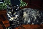 Meh Cia ( Wirehair ) - American Shorthair Cat