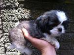 Shih Tzu Mix Pekingese Puppy  - Shih Tzu Dog