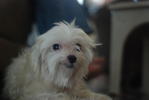 Lily - Maltese Dog