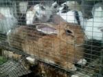 Flemish Giant - Flemish Giant Rabbit