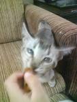 Labu - Domestic Short Hair Cat