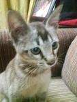 Labu - Domestic Short Hair Cat