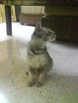 Labu - Domestic Short Hair Cat