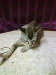 Labu - Domestic Short Hair Cat