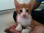 Mok Mok Jr - Adopted