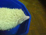  Healthy And Cute Hedgehog - Hedgehog Small & Furry